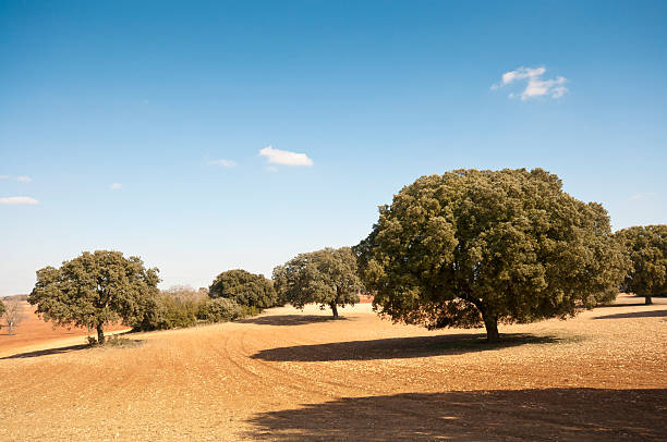 dehesa - quercus ilex stock-fotos und bilder