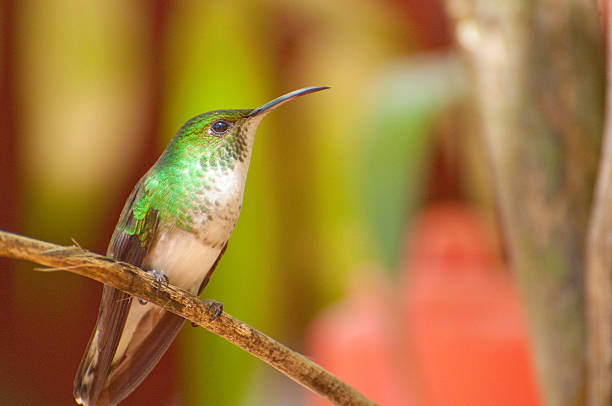 Hummingbird leżącej na oddział – zdjęcie