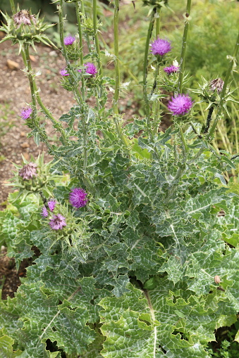 Cynara cardunculus at the forest in the evening in Vic, CT, Spain