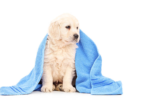 istock Little labrador retriever dog covered with towel 159225258