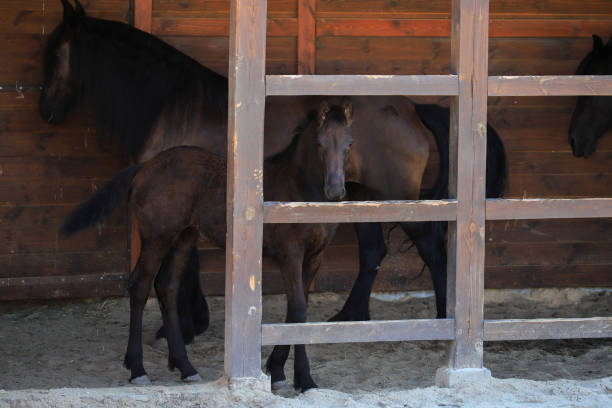 Little baby horse with mom close up