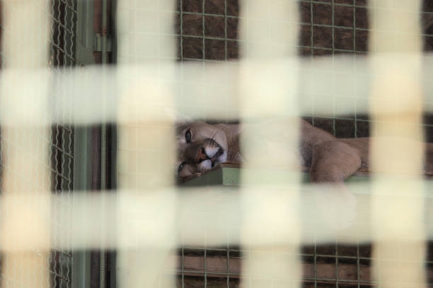 Sad puma in a cage at the zoo