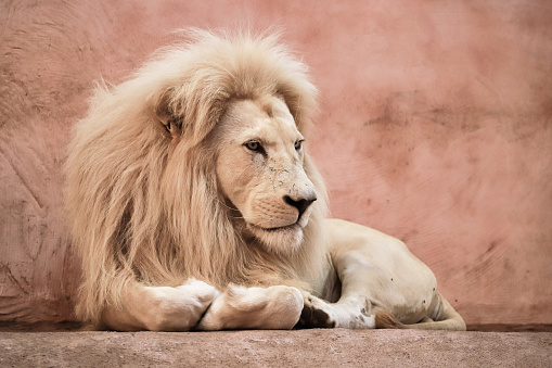 Male lion resting under a tree in the Kruger National Park in South Africa