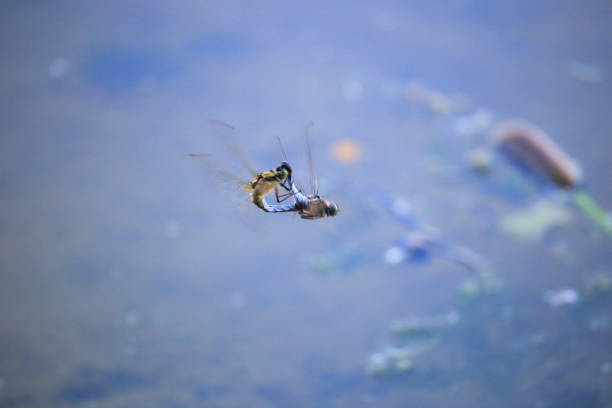 Chalcolestes viridis, formerly Lestes viridis, is a damselfly of the family Lestidae. , beatiful photo