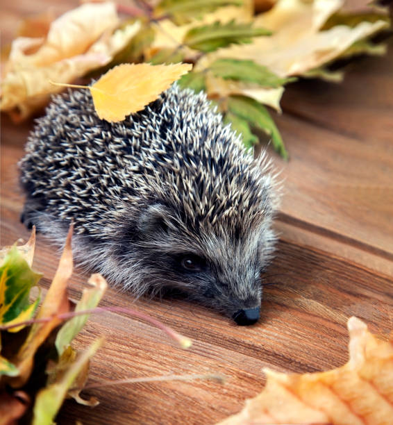 istock Young hedgehog in autumn leaves 1592268660