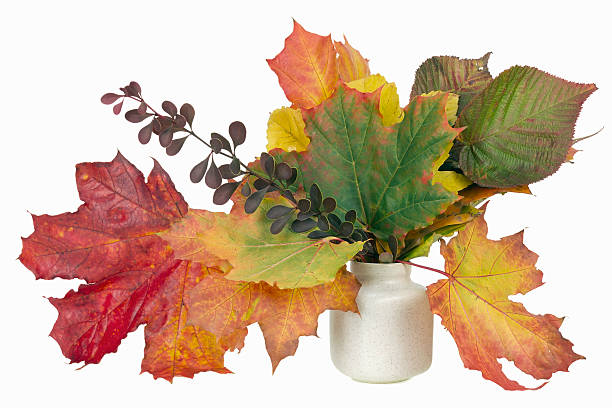 istock minimalistic  bouquet  - autumn maple leaves isolated 159227168