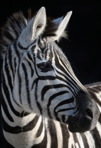 head profile of a grant's zebra (Equus quagga boehmi) on black background