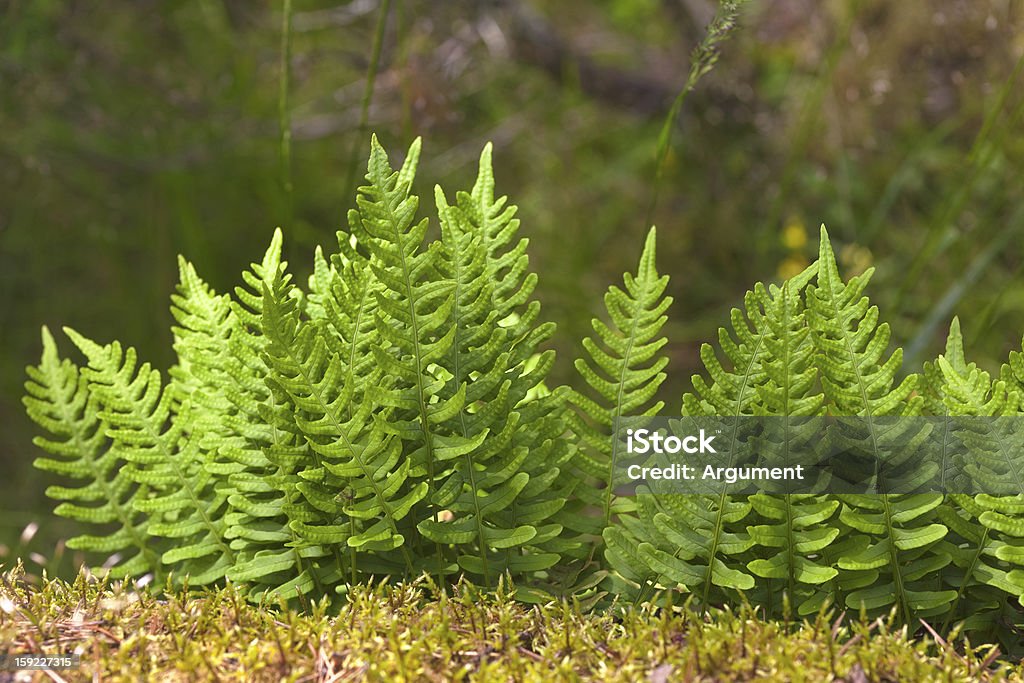 Helle fern - Lizenzfrei Blatt - Pflanzenbestandteile Stock-Foto