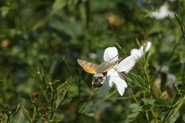 istock hummingbird hawk-moth drinking from jasmin flower 1592286688