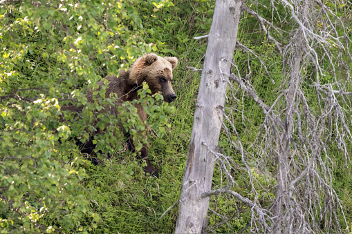 Grizzly at Crescent Lake, Alaska, US. High quality photo