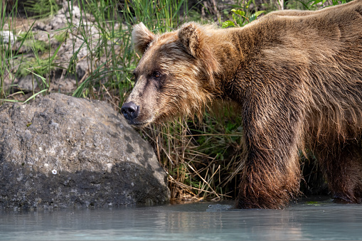 Grizzly at Crescent Lake, Alaska, US. High quality photo