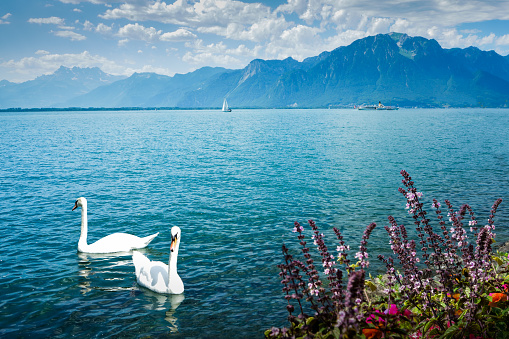 Two swans on the lake in Montreux, Switherland