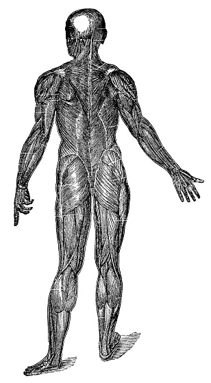 Medical illustration of the posterior view of human superficial muscles. Vintage etching circa 19th century.