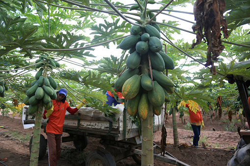 itaberaba, bahia, brazil - august 3, 2023: papaya fruit during harvest at a farm in bahia. The fruit will be used for export.