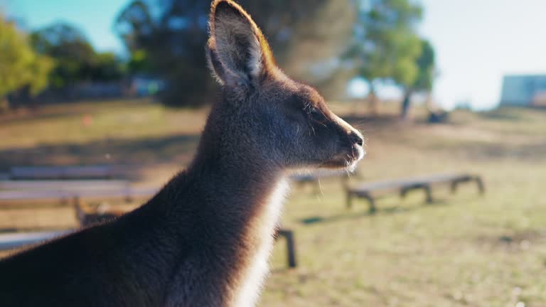 Wild Kangaroos