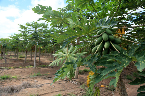 itaberaba, bahia, brazil - august 3, 2023: Papaya plantation in a farm in the rural area of the municipality of Itaberaba.
