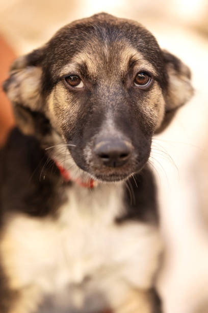 istock Rescue Adoption Dog with Sad Look, portrait 1592314467