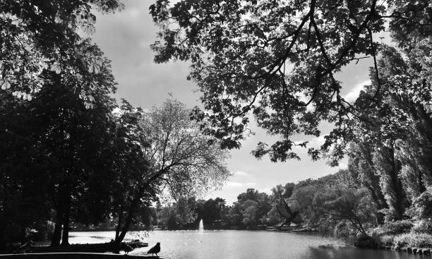 istock captivating monochromatic greyscale focused nature panoramic of leafy foliage grove scenery with rippled water foreground wallpaper 1592344991