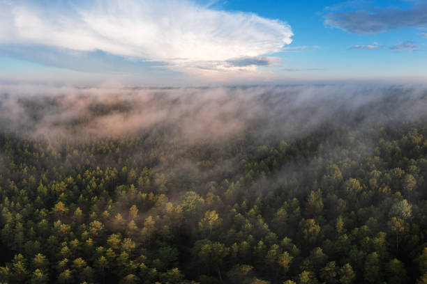 Mist over the treetops in the forest at sunrise