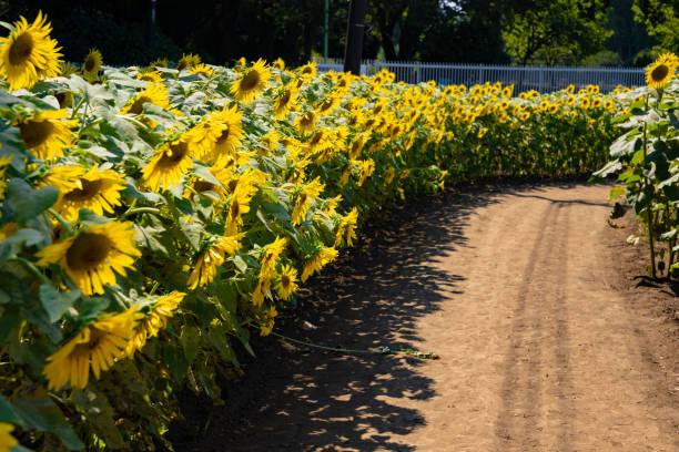 Sunflower fields at Kashiwa park. High quality 4k footage. Kashiwa district Fuse Chiba Japan 07.26.2023 Here is Akebonoyama nougyo park in Chiba.
