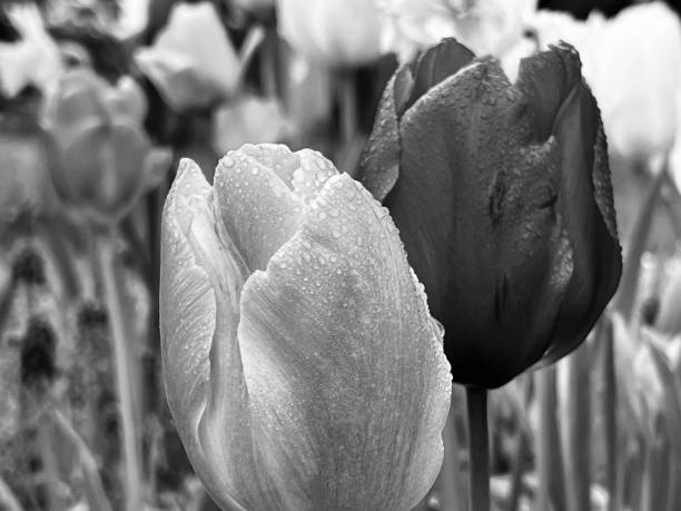 istock Close up of tulips 1592366527