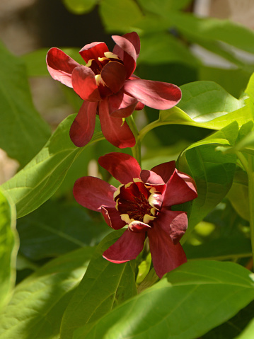 Ornamental garden in the summer: Two blooming Calycanthus raulstonii aphrodite flower heads in green foliage.