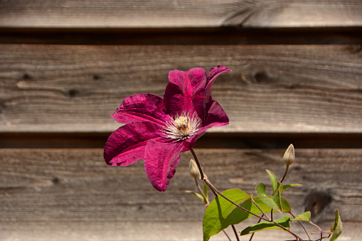 Tender blossoms of clematis montana climbing plant