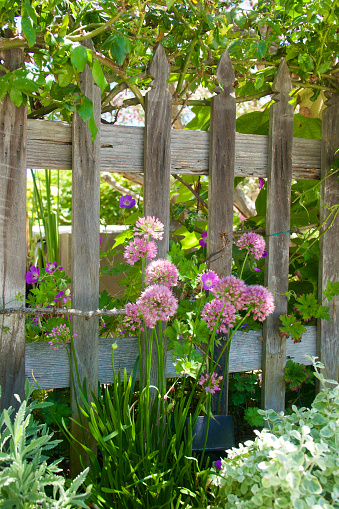 Old fashioned Natural wood picket fence with pretty flowers
