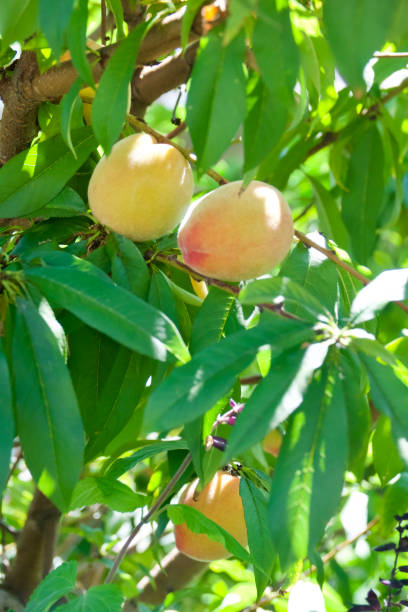 крупный план свежих фруктов, растущих в саду - peach peach tree close up fluffy стоковые фото и изображения