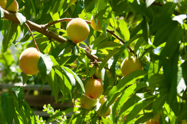 крупный план свежих фруктов, растущих в саду - peach peach tree close up fluffy стоковые фото и изображения