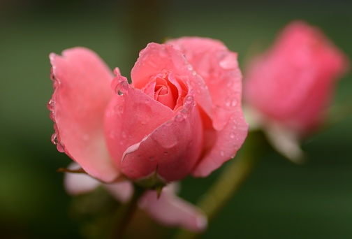 Ornamental garden in the summer: macro picture of a blooming tea rose wrapped in raindrops, in a green background.