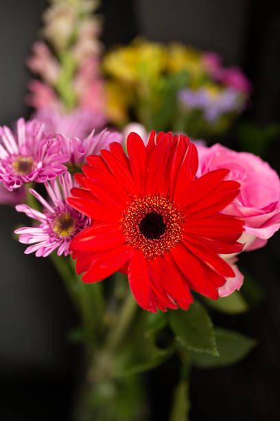 Red Gerbera Daisy in Bouquet