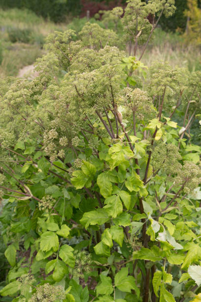 angelica archangelica -engelwurz - angelica engelwurz flower plant ストックフォトと画像