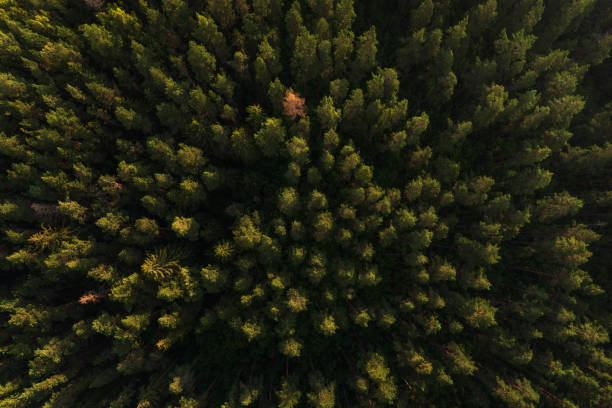Forest at sunrise, view from a drone