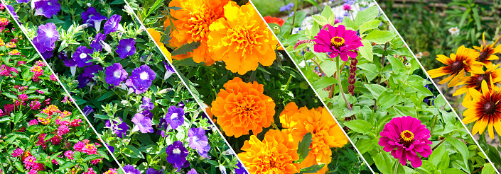 Collage of garden flowers photos. Wide photo.