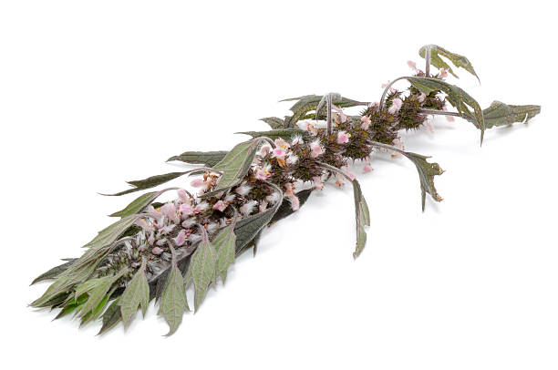 istock Motherwort (Leonurus Cardiaca) Isolated on White Background 159240647