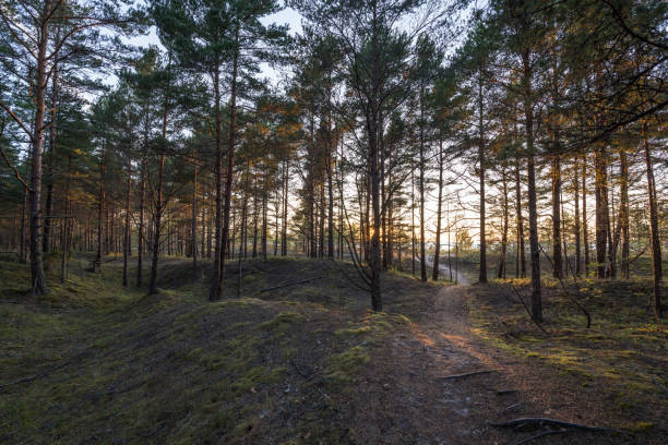 istock Forest at sunset on the seashore 1592406995
