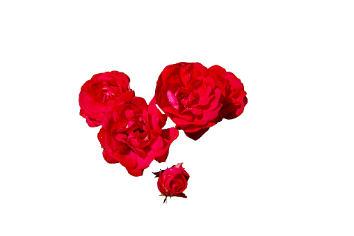 A red rose with buds and green leaves against a white background