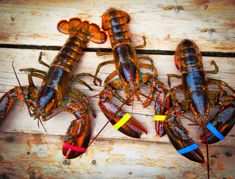 Three living lobsters view from above