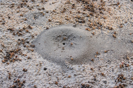 Anthill in the beach sand in Cotovelo beach, Rio Grande do Norte, Brazil.