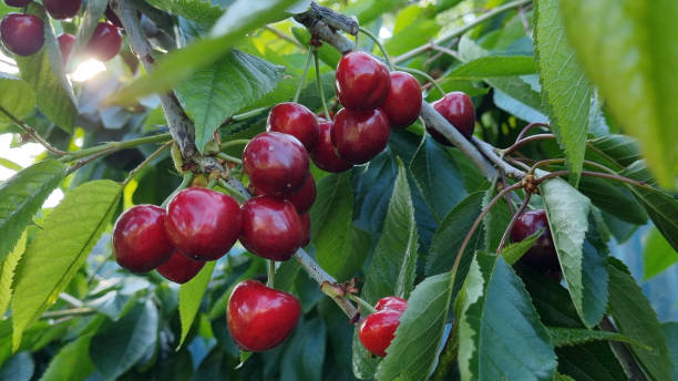 istock red juicy cherry ripened on a branch 1592441865