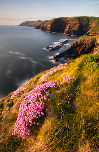 Dramatic coastline and wildflowers in Pembrokeshire national park, Wales