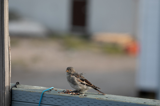 Young fledged Lapland longspur eating some seeds on a wooden railing, Arviat, Nunavut, Canada