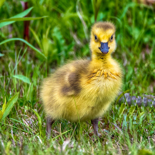 istock Baby Canada Goose Gosling At Presque Isle State Park 1592454397