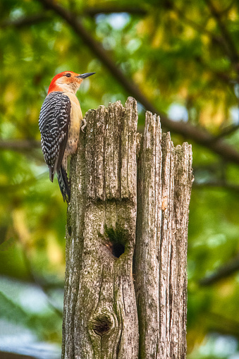 Red Bellied Woodpecker on the Hunt for Insects