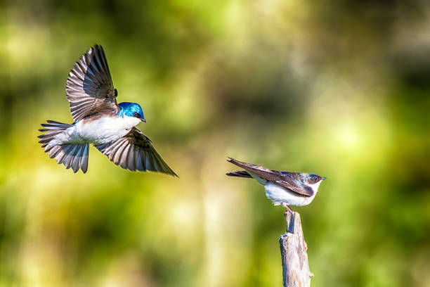 dvě stromové vlaštovky se dvoří v jarním dni - lesk fyzický popis fotky - stock snímky, obrázky a fotky