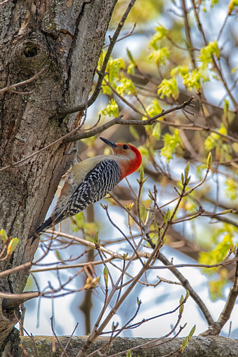Red Bellied Woodpecker on the Hunt for Insects