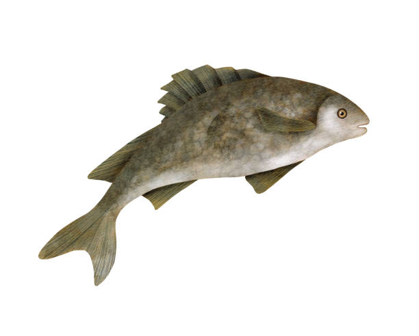 istock Watercolor freshwater fish illustration. Hand drawn European common perch isolated on white background. Lake and river bass fishing. Fish catch clipart for seafood stores, menu, posters, cards. 1592461762