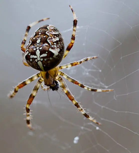 Photo of Araneus spider family in the abdomen, on a gray background.