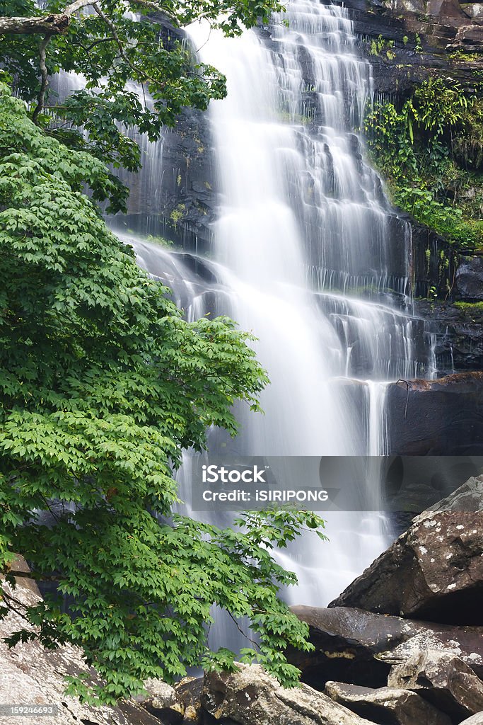 Hermosa cascada y árbol de arce verdes - Foto de stock de Aire libre libre de derechos